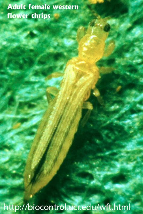 Western Flower Thrips - Ontario CropIPM