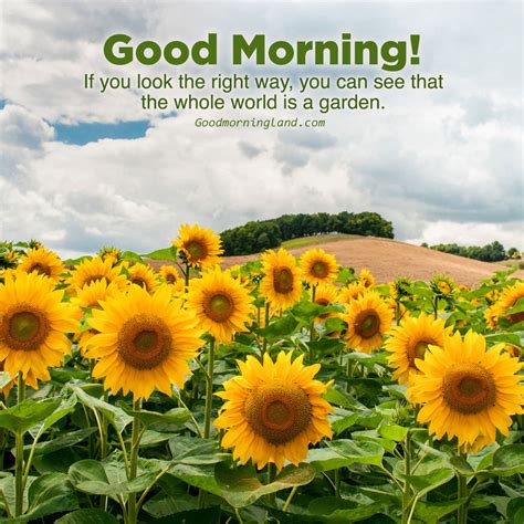 Good Morning with Sunflower images - Good Morning Images, Quotes ...