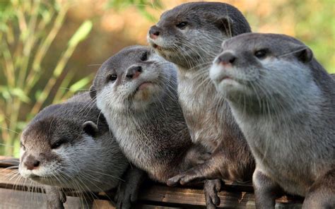 Cute Otter Wallpapers - Wallpaper Cave