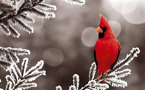 Cardinals bird HD wallpaper | Pxfuel