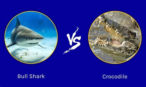 Bull Shark vs Crocodile: Who Would Win A Fight? - A-Z Animals