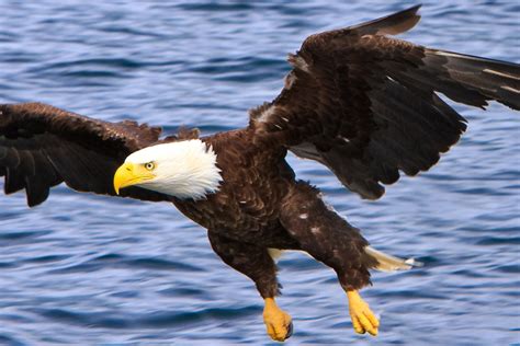 Bald Eagle - matagrande.al.gov.br