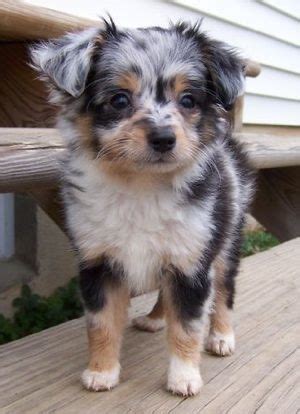 Mini Yorkshire Aussie (Yorkshire Terrier & Australian Shepherd Mix ...