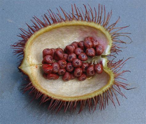 Annatto | Natural Dye, Spice, Caribbean | Britannica