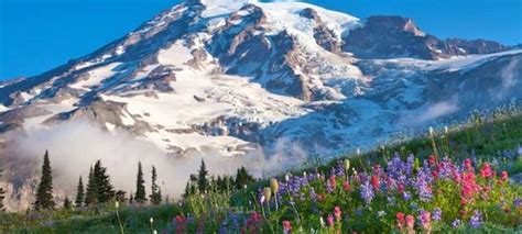 Mount Rainier Scenic Drive Day Trip from Seattle Southside | Mount ...