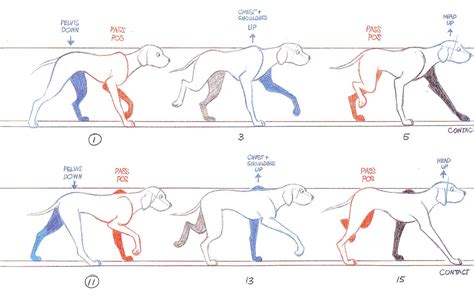 " KEY TO KEYFRAMES ": Dog Walk Poses