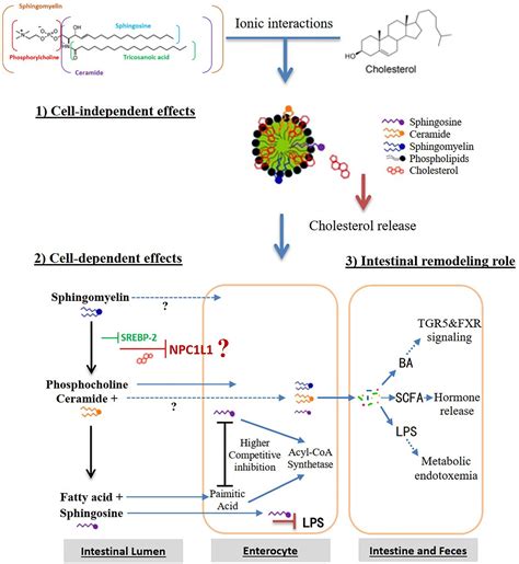 Frontiers | The nutritional functions of dietary sphingomyelin and its ...