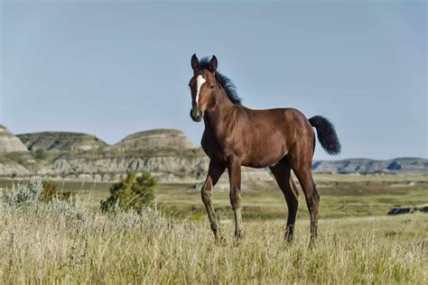 Cheval Mustang: Profil de race - Point Pet