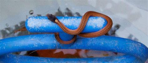 Baby Copperhead Snake Identification Guide (Look for these 5 things ...