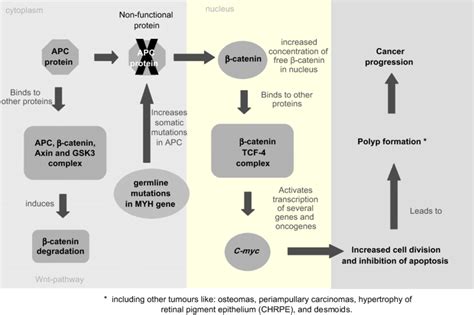 APC protein functional pathway. | Download Scientific Diagram