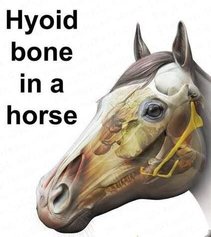 Have you heard of the Hyoid? — Jessica Limpkin - Equine Massage Therapy