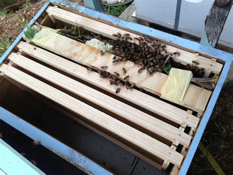 HARNESSING HONEY BEE SWARMS — Permaculture Northern Beaches