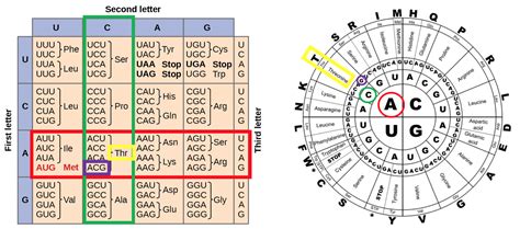 Dna sequence chart - grossseed