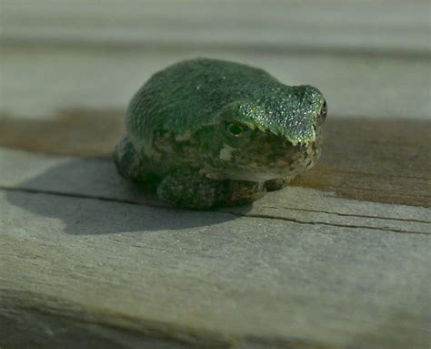 Bump on a Log by phantomspaceman on DeviantArt