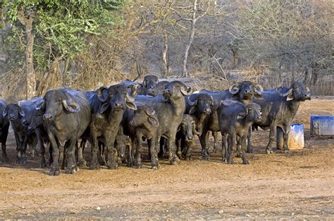 Domestic Asian water buffalo herd - Stock Image - E764/0670 - Science ...