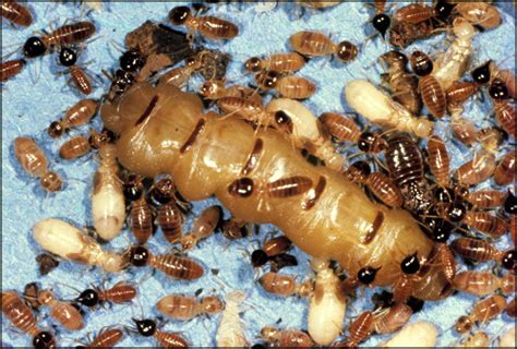 Termite Queen: Facts & Information about Queen Termites