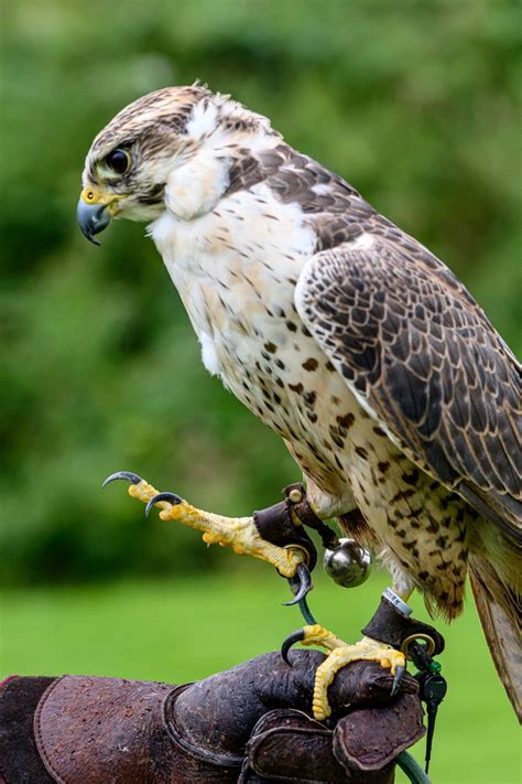 Bird of Prey Experience — the SCOTTISH countryman