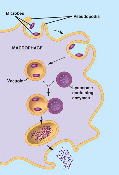 phagocytosis.html 43_04Phagocytosis.jpg