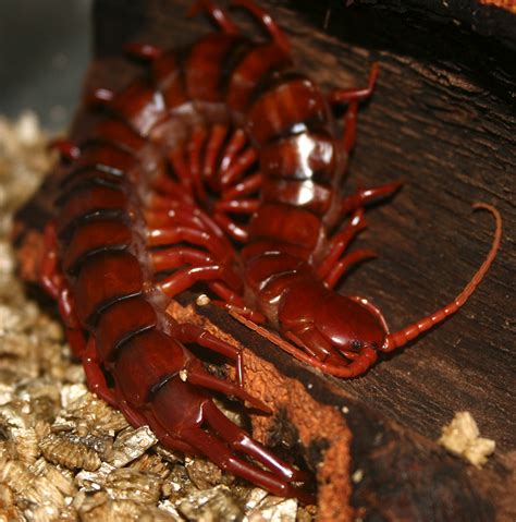 Scolopendra subspinipes by oOBrieOo on DeviantArt