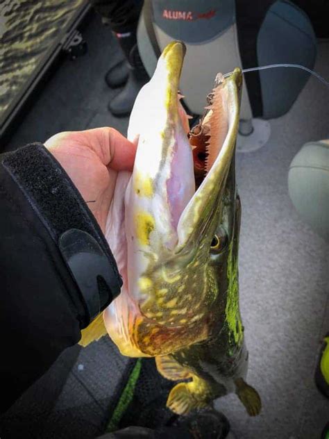 Northern Pike Teeth (Interesting Fish Facts)