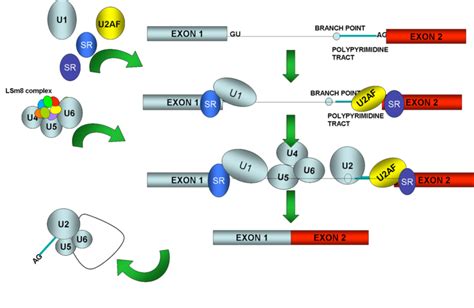 The spliceosome. Schematic diagram of the steps of spliceosome assembly ...