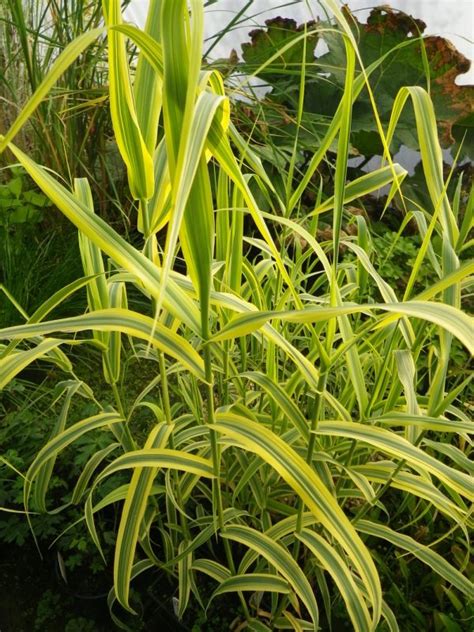 Arundo donax aurea (Gold variegated giant water reed) - Devon Pond Plants