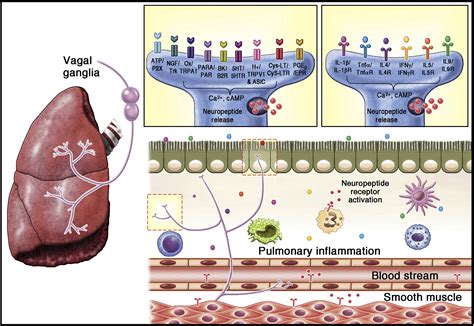 Translational review: Neuroimmune mechanisms in cough and emerging ...