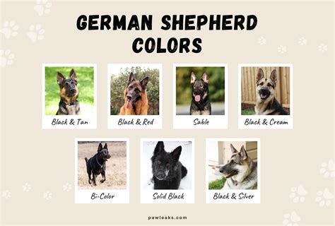 All 7 German Shepherd Colors - Don't Believe The Lies | PawLeaks