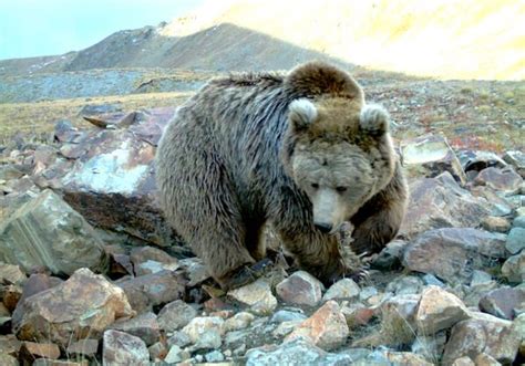 Wild Animals on the Tibetan Plateau - Explore Tibet