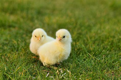 Ten Secrets to a Successful Broody Hen and Chick Adoption - Grit