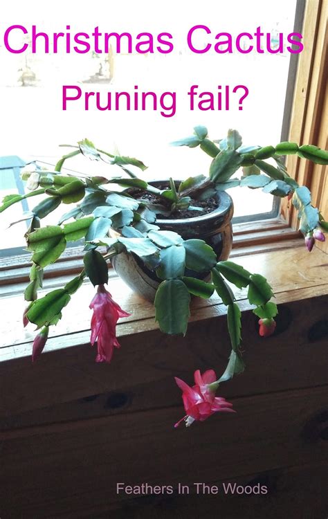 Feathers in the woods: Christmas Cactus Pruning....Fail?