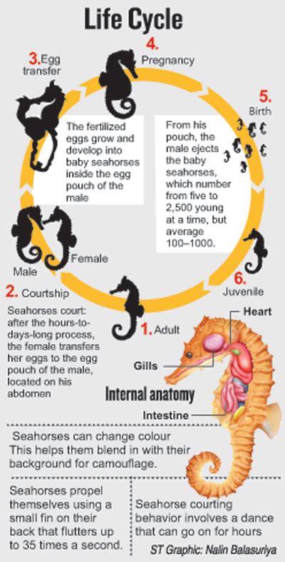 Seahorse Life Cycle Diagram