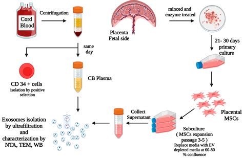 Use Of Human Umbilical Cordderived Mesenchymal Stem Cells