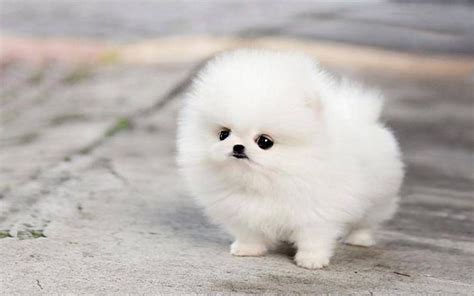 teacup pomeranian husky puppies cute micro white wallpaper | animals ...