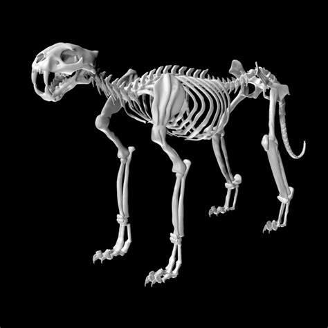 Tiger Skeleton 3D Model - TurboSquid 1886475