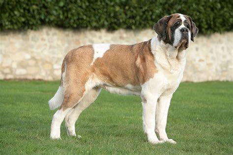 Top 10 Most Dangerous Dog Breeds - CliQ INDIA