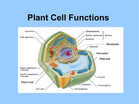 Plant Cell Functions