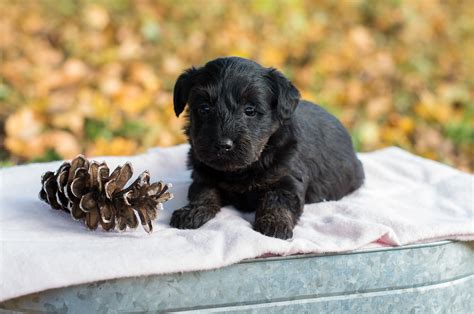 Scottie-Poo Puppies For Sale – Acorn Acres Puppies