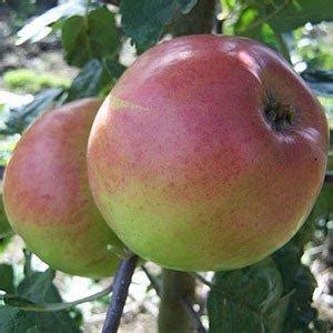 Buy Monarch apple tree Online | CRJ Fruit Trees Nursery UK