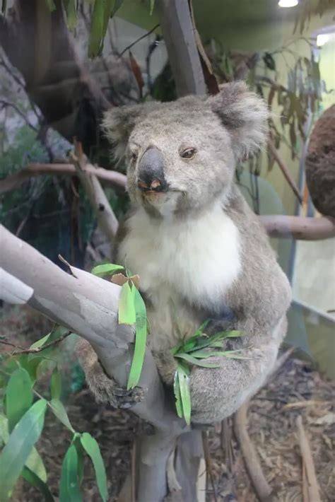 Koala Conservation Centre - Park Prices & Ticket Fees, Phillip Island