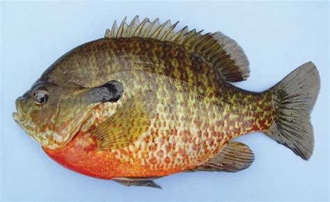 Redbreast Sunfish Vs Bluegill