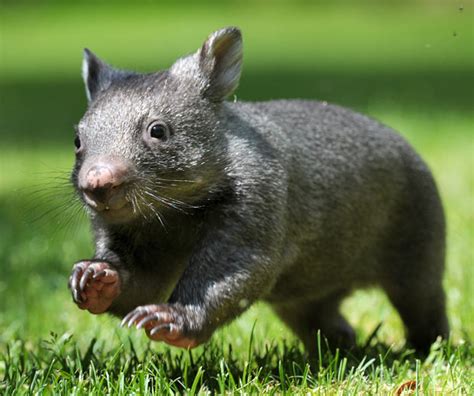 wombat-baby-cute | Baby Animal Zoo