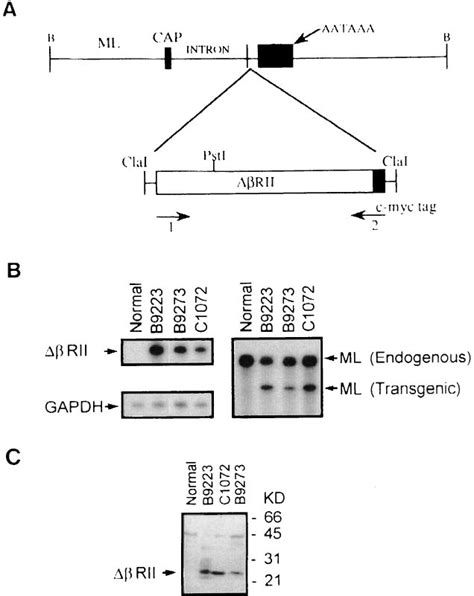 Transgene construct and expression. (A) Schematic showing structure of ...