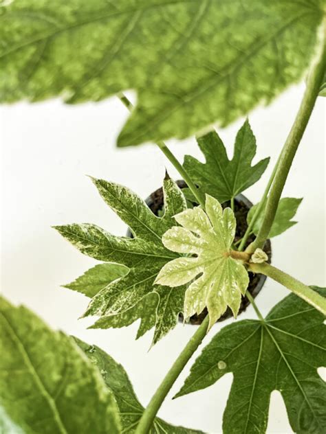 Fatsia japonica Variegata - Green Room