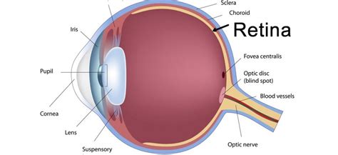 Retina: il sensore che ci permette di fotografare le immagini - la ...