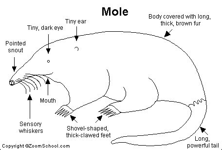 Mole Printout- EnchantedLearning.com