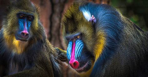 mandrill