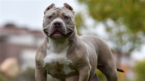 American XL bully dogs to be banned after attacks, Rishi Sunak says ...