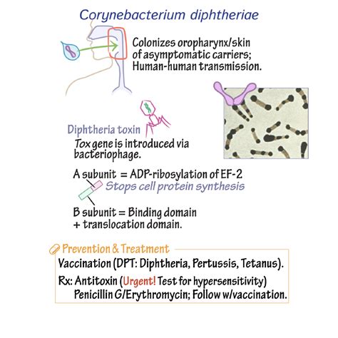 Immunology/Microbiology Glossary: Corynebacterium diphtheriae | Draw It ...