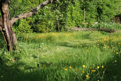 How to create a wildflower meadow in your garden - The Tea Break Gardener